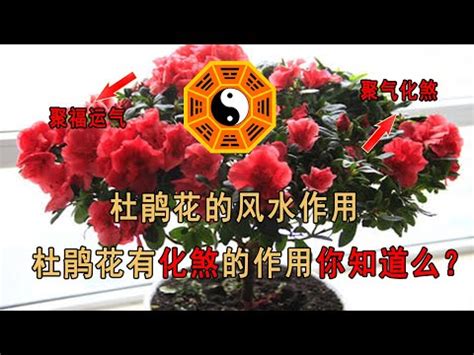 杜鵑花禁忌|杜鵑花風水：福禍一線間